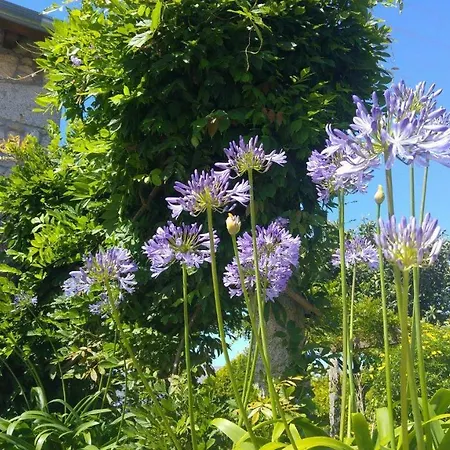 Casinha Nº461 Casa de Férias Vila Praia de Âncora